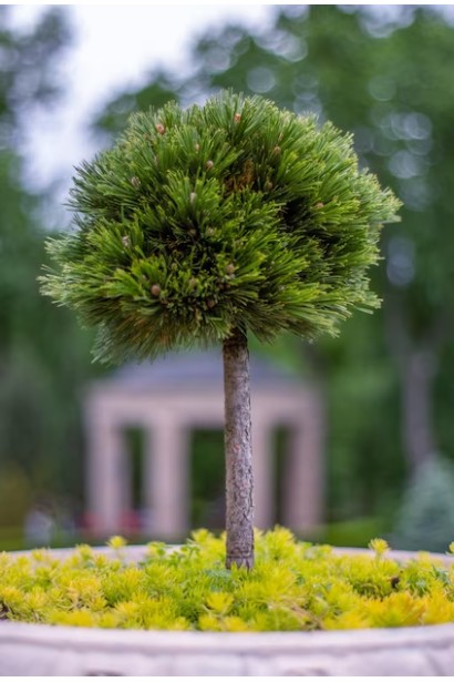 Сосна білокора Шмідті – мініатюрна форма на штамбі для прикрашання саду.